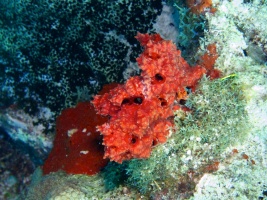 Red Sponge IMG 3363